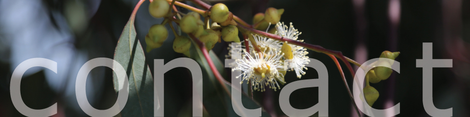 artistree pic of flowering red gum - same flower as artistree's logo