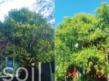 artistree pic of a tree showing before and post soil treatment