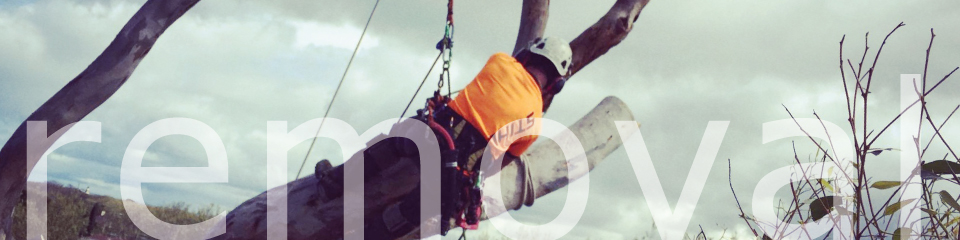 artistree pic of Nick hanging in a tree above a large trunk in the process of removing a portion of it