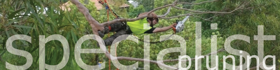 artistree pic of nick almost horizontal in the canopy of a tree reaching to prune a limb off with a chain saw