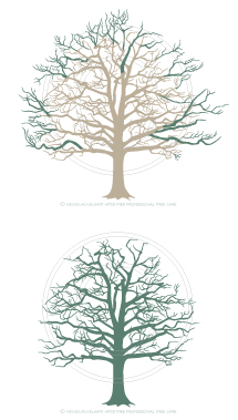 artistree diagram showing tree before and after crown reduction and which parts were removed