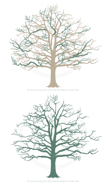 artistree diagram showing tree before and after crown thinning and which parts were removed