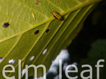 artistree-health-services-elm-leaf-beetle