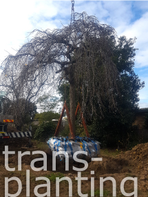 artistree pic of large weeping elm secured and being craned onto a truck for transport to new location