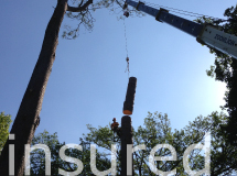 artistree pic showing the real danger involved in manoeuvering heavy sections of large trunks and branches to illustrate the industry requirement for insurance