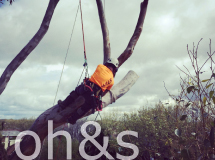 artistree pic showing nick correctly secured per OH&S requirements to remove a large branch high up in a tree