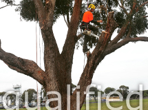 artistree pic showingtree removal by a qualified arborist