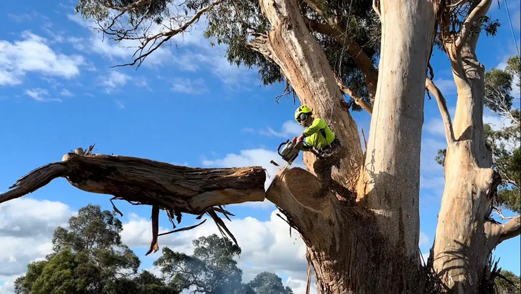 large tree removal in Melbourne