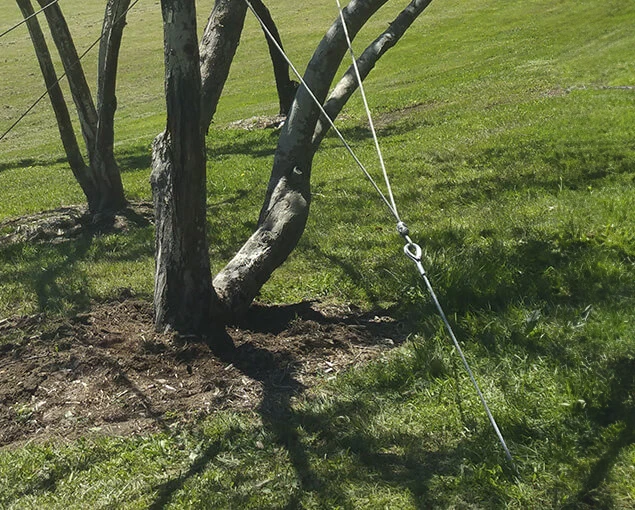 guying arborist