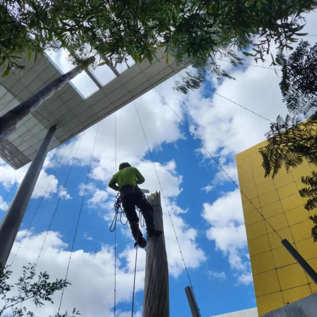 arborist melbourne