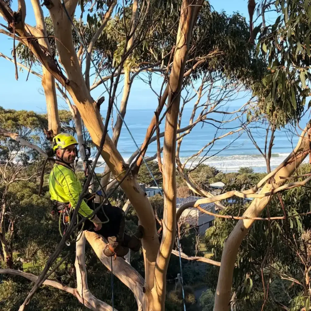 gum tree removal