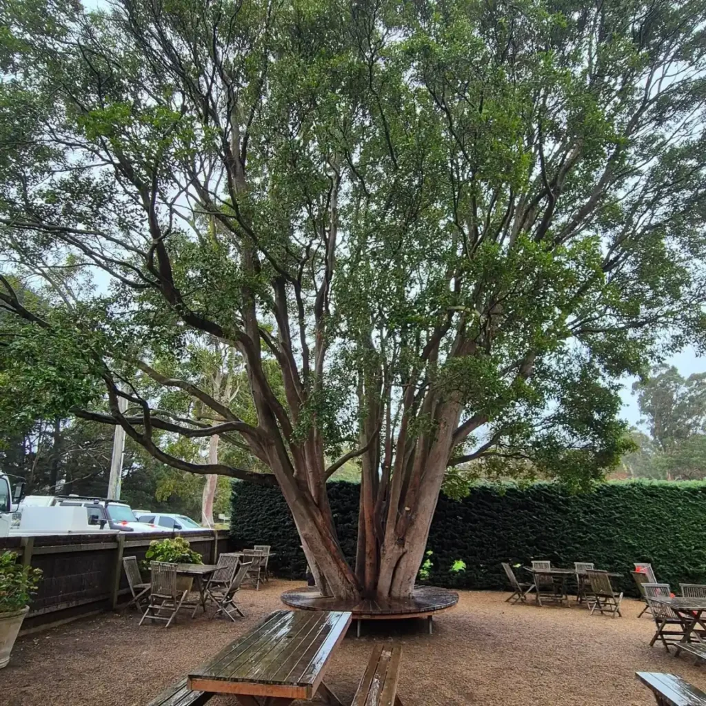 commercial tree services