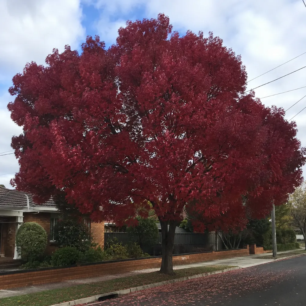 ash tree removal melbourne