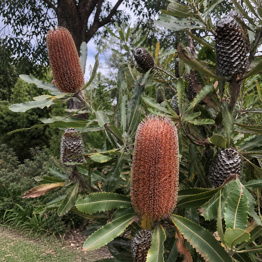 banksia tree services melbourne