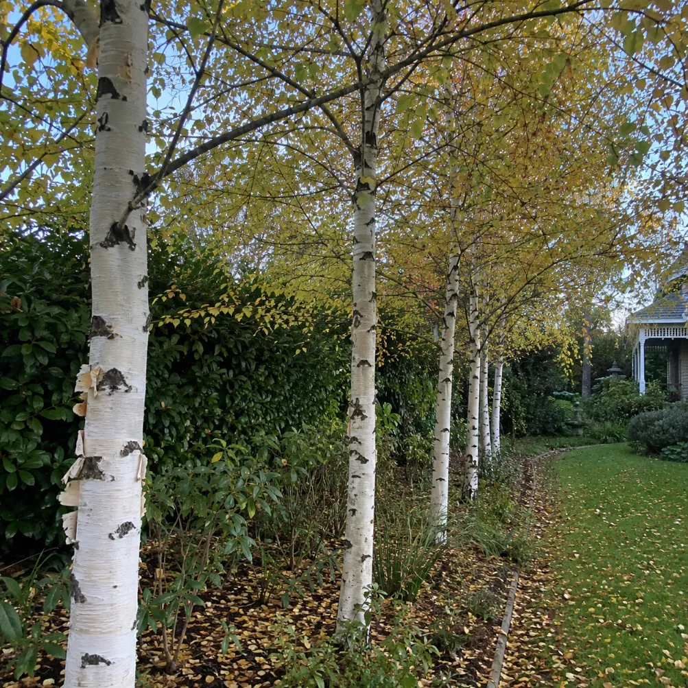 birch tree services melbourne
