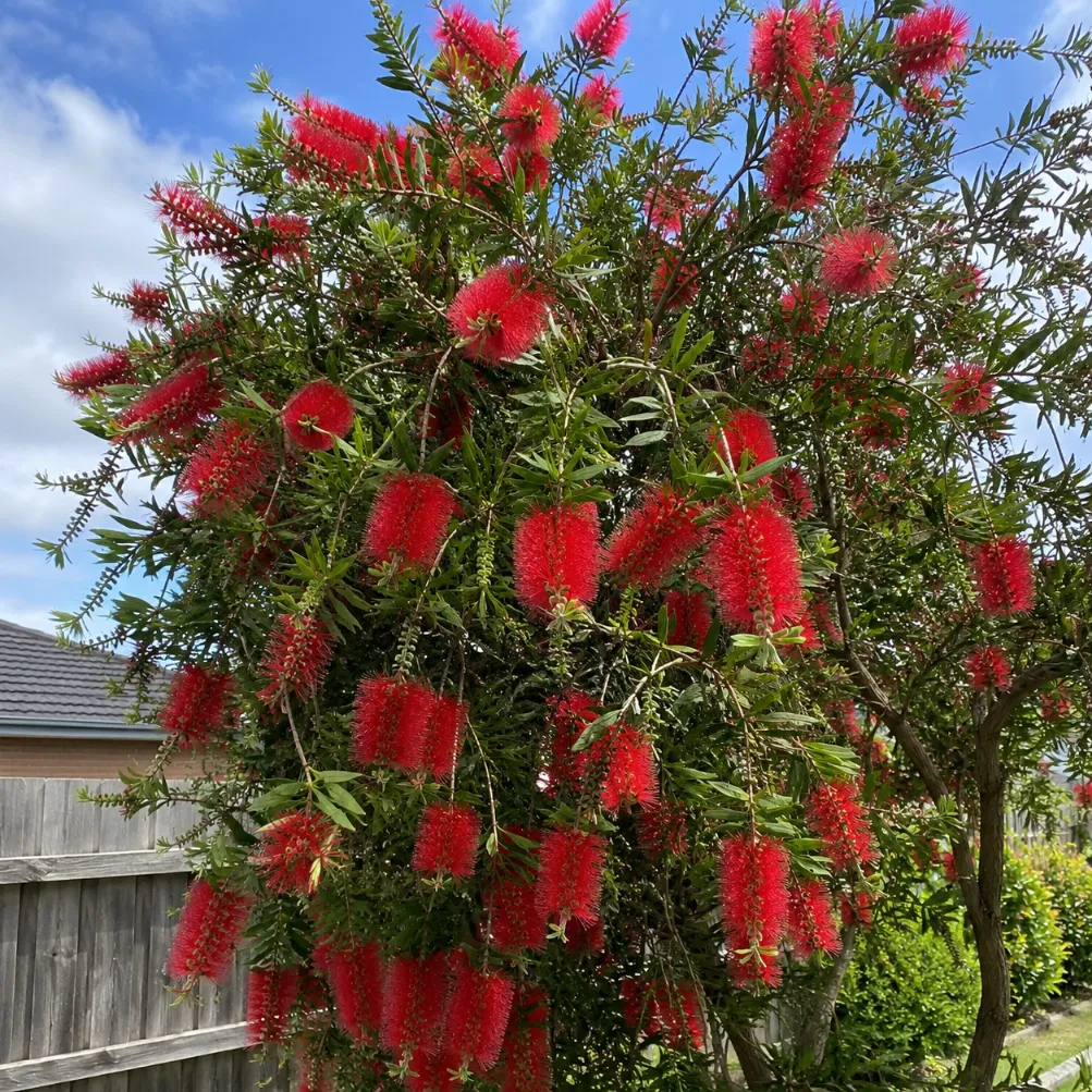 bottlebrush tree melbourne