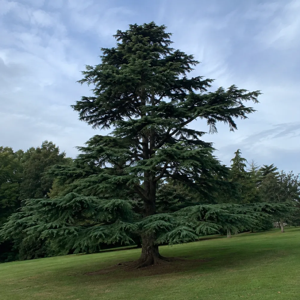 cedar tree services