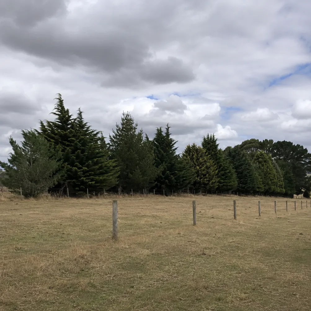 conifer tree services in Victoria
