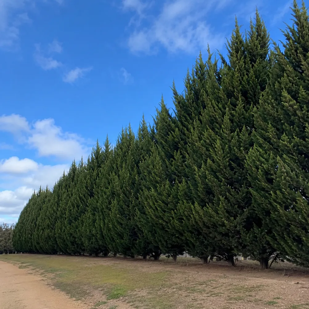 cypress tree removal in melbourne