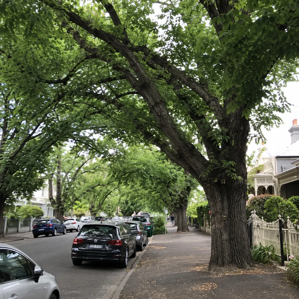 english elm tree removal in melbourne