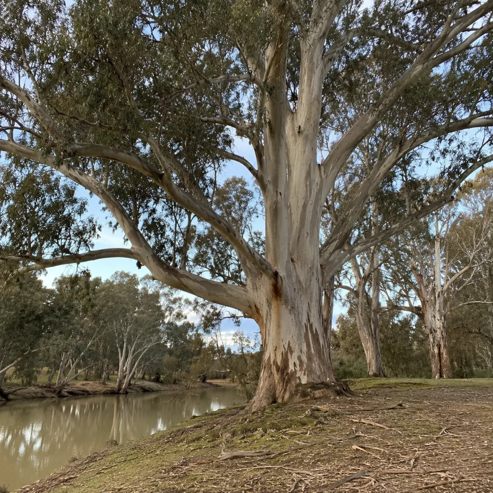 red river gum tree removal in melbourne