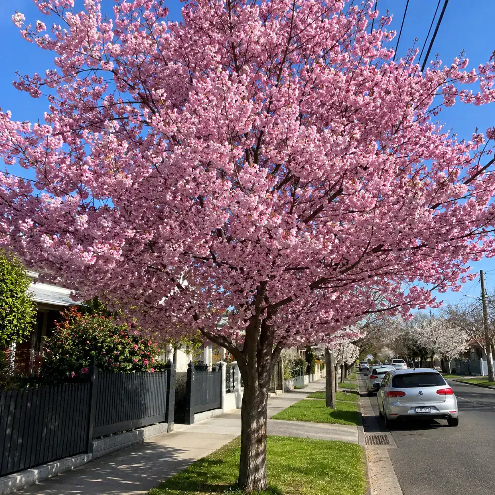 cherry tree services in Melbourne