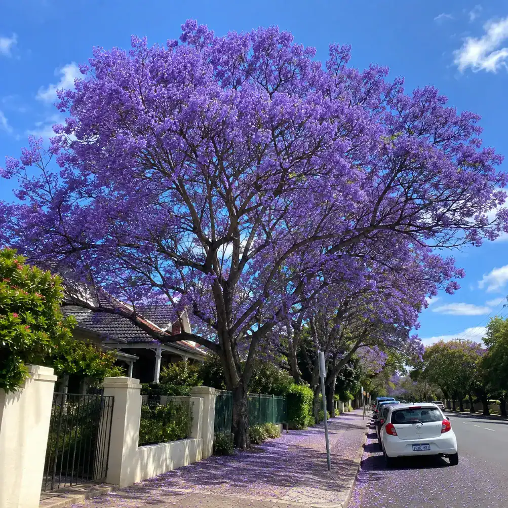 jacaranda tree services in Melbourne