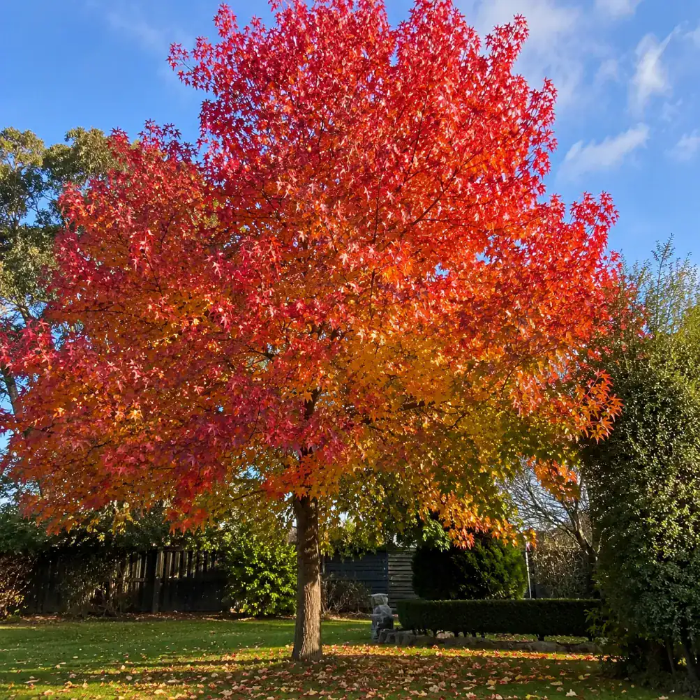 liquidambar tree services in Melbourne