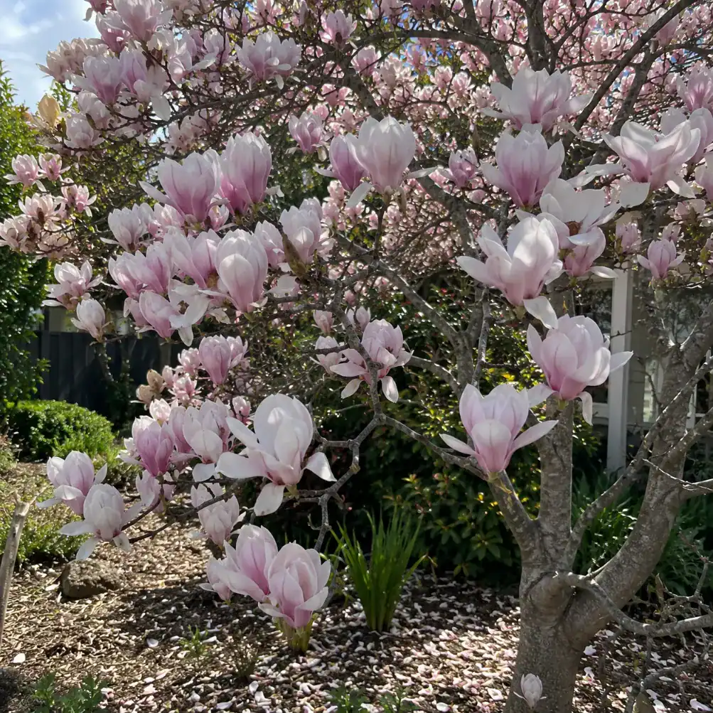 magnolia tree services in Victoria