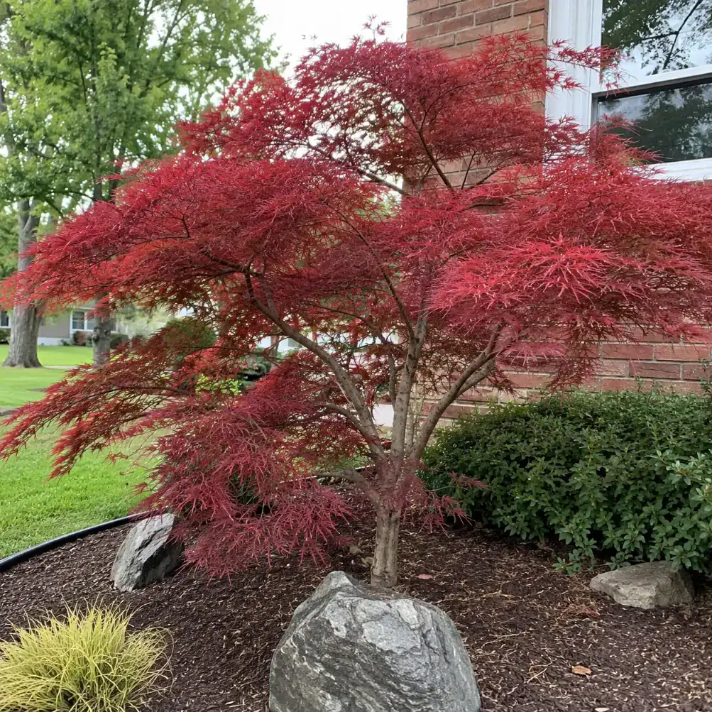 maple tree services in Victoria
