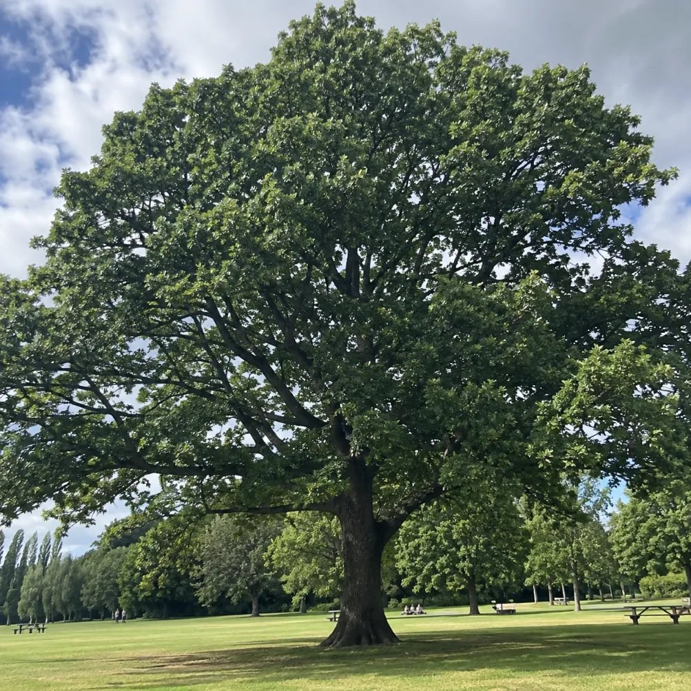 english oak tree services in Melbourne
