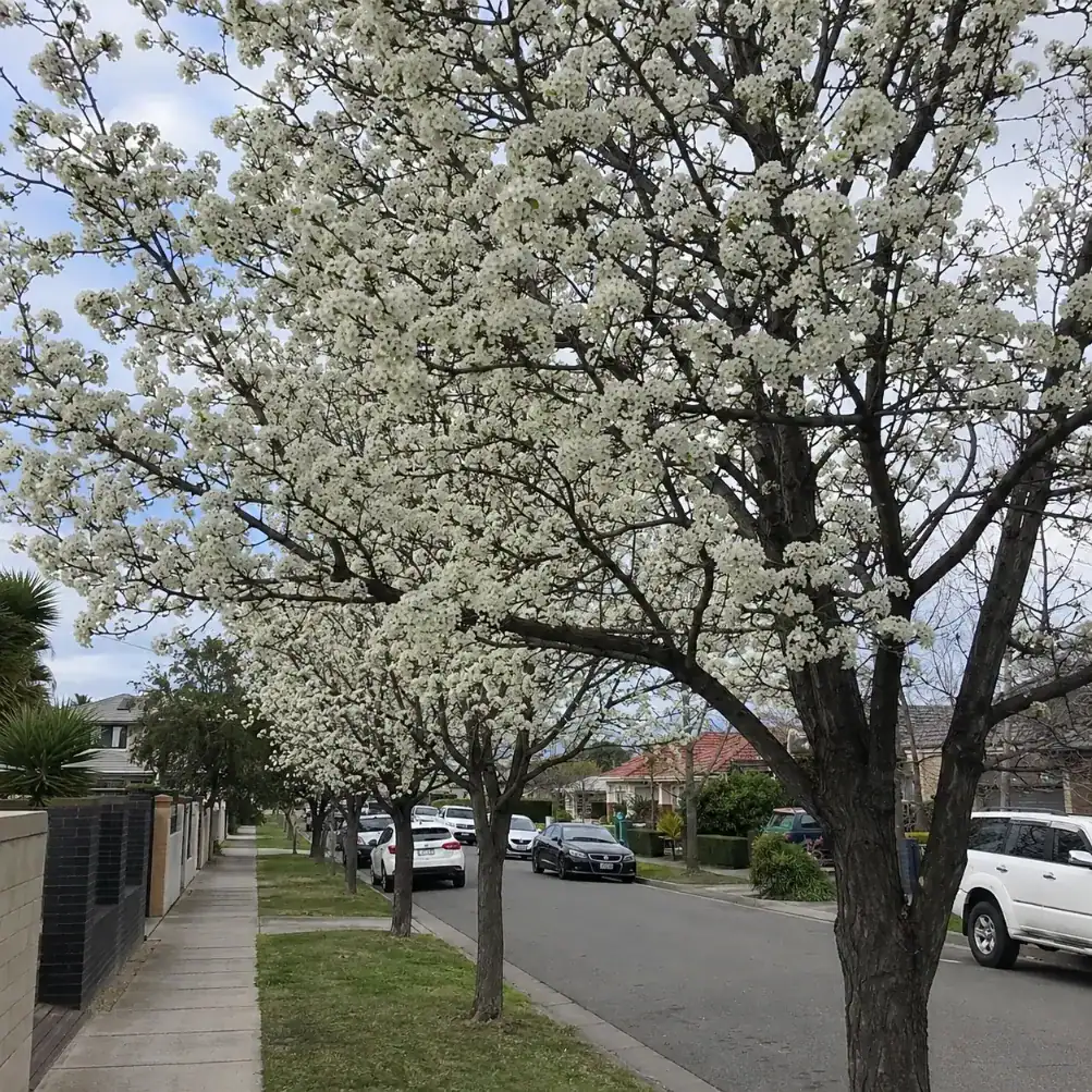 ornamental pear tree services in Melbourne