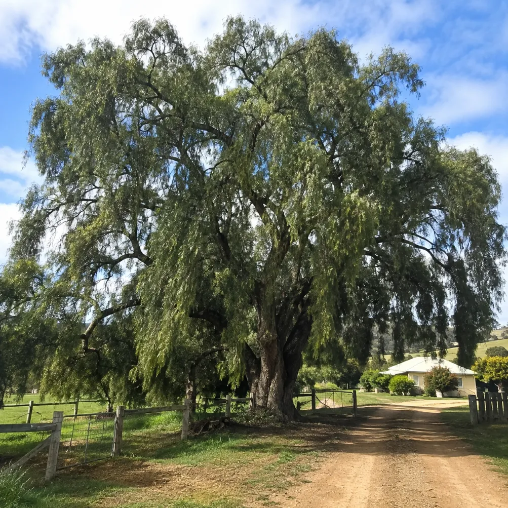 peppercorn tree services in victoria