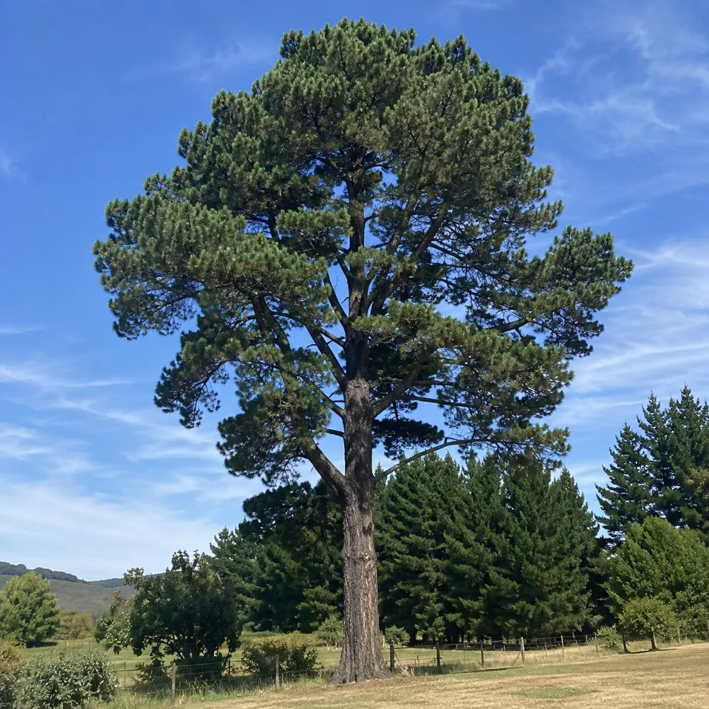 pine tree removal in melbourne