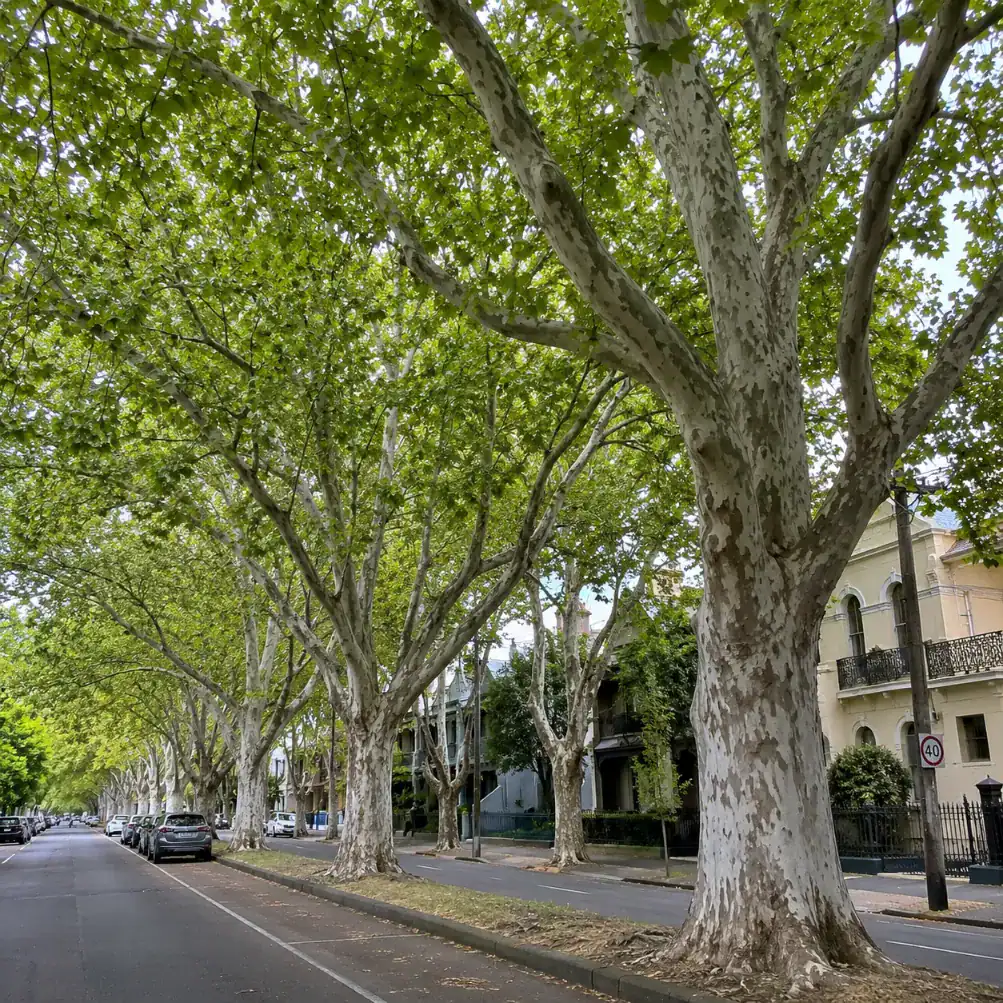 plane tree services in Victoria
