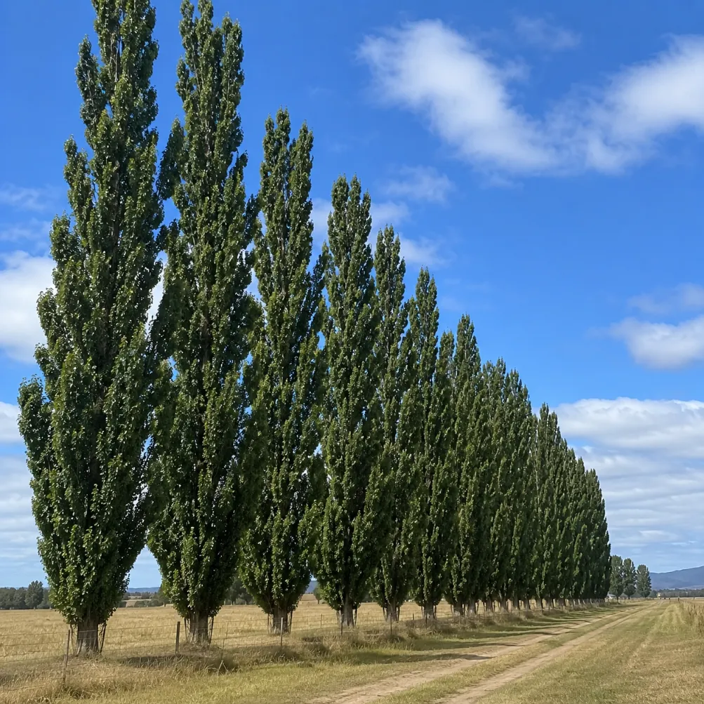 poplar tree removal in victoria