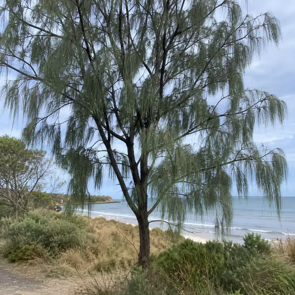 she oak tree services in Victoria