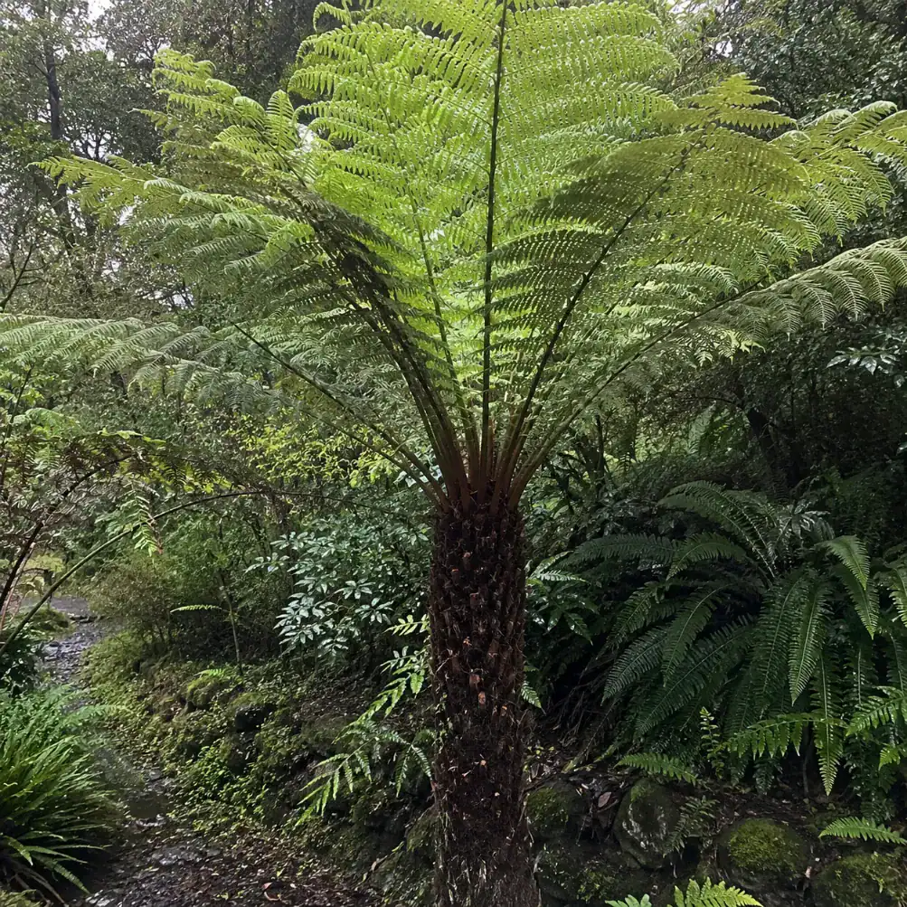 fern tree services in Victoria