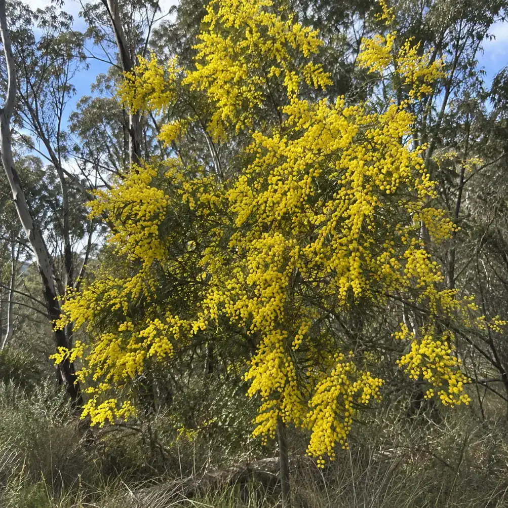 wattle tree services in Victoria