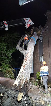artistree-contact-slide-fallen-tree-5